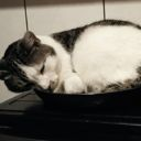 cat_sleep Discord emoji