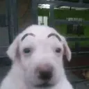 cx_ghe