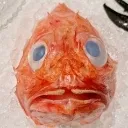 fishwhy
