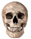 skulll