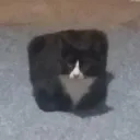 squareprince squareprince