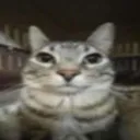 catt