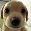 stare