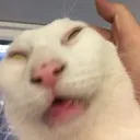 catSugarDed