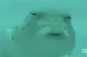 fish fish