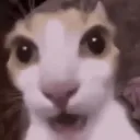 shocked_cat