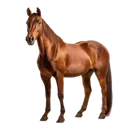 horseRTX