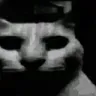 UUC_CatPain UUC_CatPain