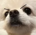 xiaobao_angry