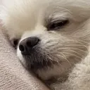 xiaobao_sleepy