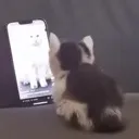 CatTikTok CatTikTok