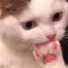 catohno