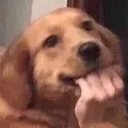 doggoMHM