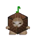 catmusicbox