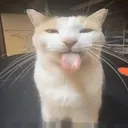 bleh bleh
