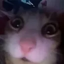 wtf