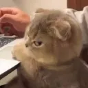 cat_sideeye Discord Emoji