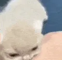 catBite