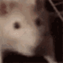 HappyPocketPuppy Discord Emoji