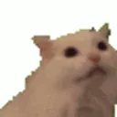 MyaaaCatStickerMyaaaCatMeooowDis