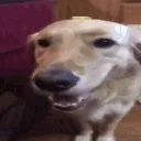 butterdog