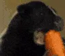 SkunkMunch