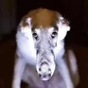 evilglaringhound