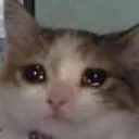 catsad catsad