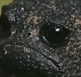 PACK_Frog_Sad Discord Emoji
