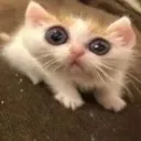 O_o_cat Discord Emoji