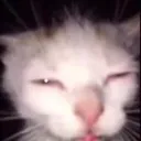 thesquinter