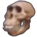 skull_unga