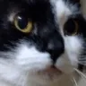 moshistare