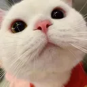 stare_cat