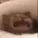 catcry
