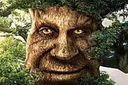 derevo