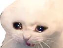 sadcat