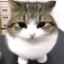 monguscat
