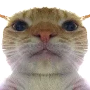hmmcat