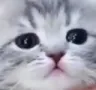 sadKitten