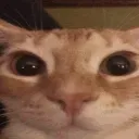meower