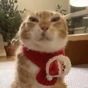 jolly