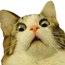 Cat Scared cat_scared Discord Emoji