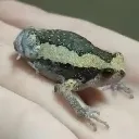 BITCH
