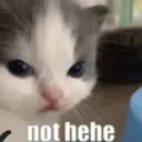 cat_not_hehe