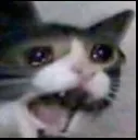CatScream