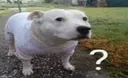 huh