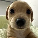 stare