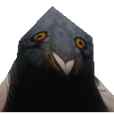 pigeonyes