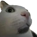 cat_what